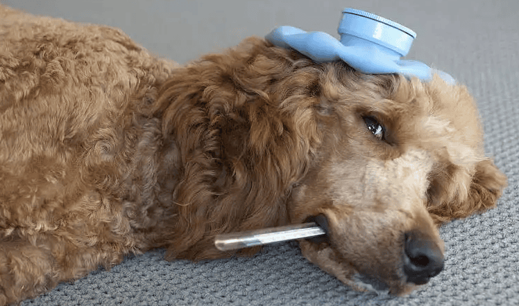 Initial symptoms of dog parvovirus