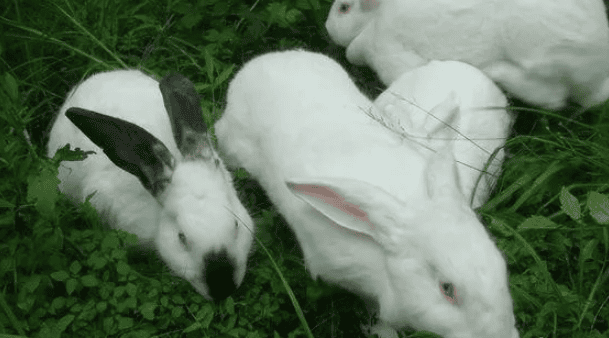 Understand what are the main causes of disease in meat rabbits?