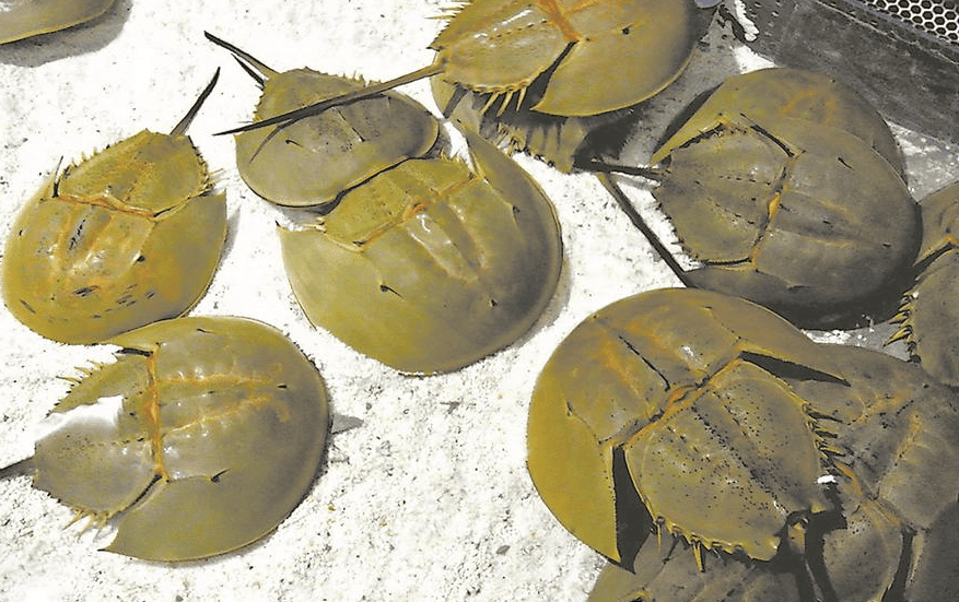 Will you go to jail if you eat horseshoe crab?