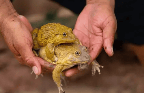 Golden Horned Frog's Raising Guide: How to Be Its Best Partner?