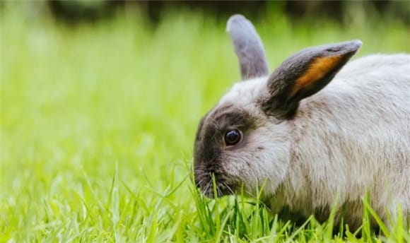  What issues should be paid attention to in the breeding and management of rabbit breeding in spring? 