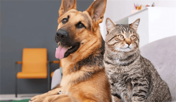 Holland deploys pet business; Nestlé Purina expands factory with US$200 million; Zoetis discloses 2023 financial report