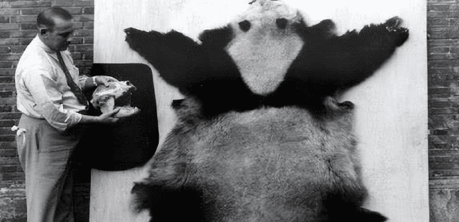 The tragic century of giant pandas: skinned by Europeans, stolen by Americans, almost extinct!