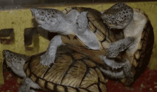 Turtle Encyclopedia︱How are baby turtles born? Reproduction