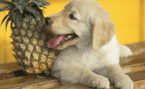 Can dogs eat pineapples?