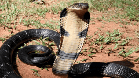 What kind of snake is a black snake? Let's find out together