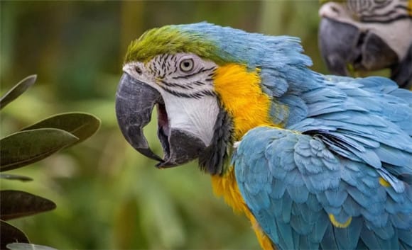 How to make a parrot recognize its owner? 