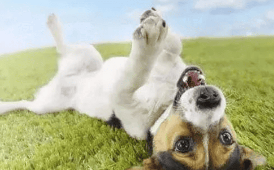 4 reasons why dogs show their belly to you, the reasons behind it The truth may be different from what you think