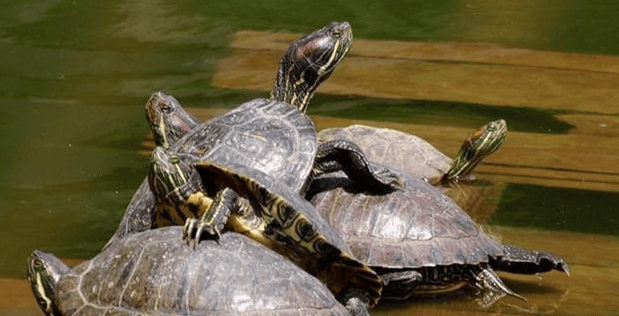 Soft-shell turtle and turtle: a symbol of ancient wisdom and a harbinger of destiny