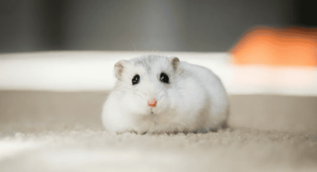 If you are familiar with domestic hamsters, you will know by looking at these behaviors of hamsters.