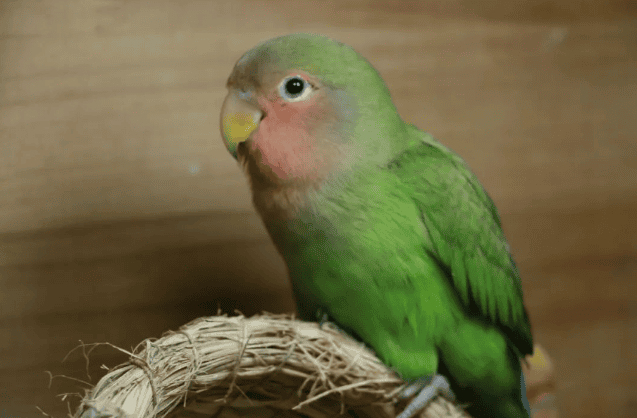 Can you tell the difference between yellow peach parrot and green peach parrot? I'll tell you secretly about their feeding methods first. You~