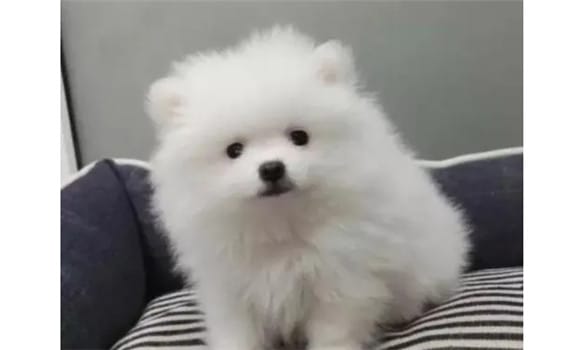 Shunsuke Hiromi The difference with the Pomeranian