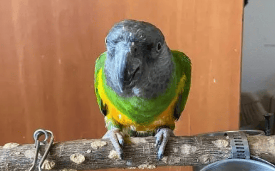 Must read for parrot owners: These conditions indicate that your pet may suffer from stomach parasites! 