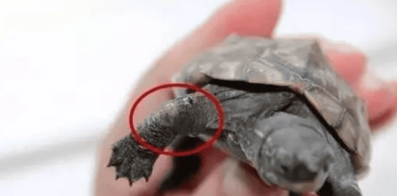 How to judge whether a turtle is healthy? You can start from these 4 points