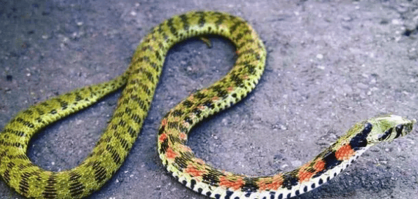 The pheasant-necked snake in Tomb Raiders actually exists! (Tiger-necked Snake)