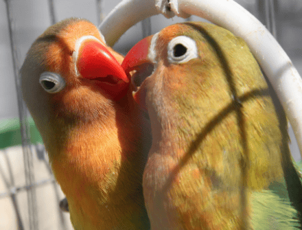 Are peony parrots fun?