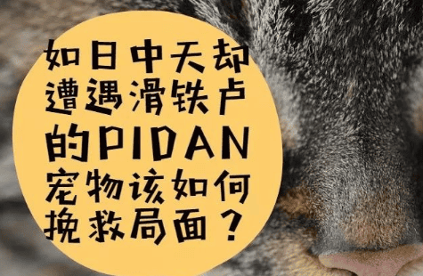 How can the PIDAN pet, which is at its peak but encounters waterloo, save the situation?