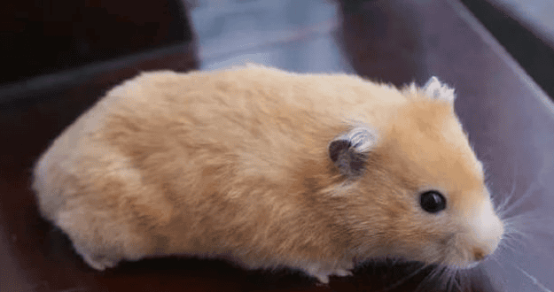 How to groom a long-haired golden bear? The difference between a golden bear and a hamster