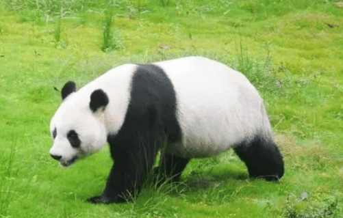 Why do giant pandas need to be protected ex-situ?