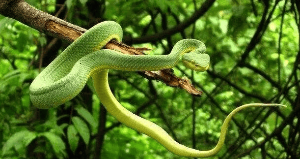  What is the main difference between the Green Snake and the Bamboo Leaf Green Snake? 