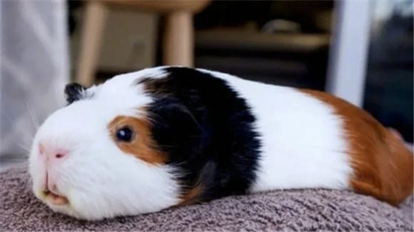 These five phenomena indicate that the guinea pig is sick!