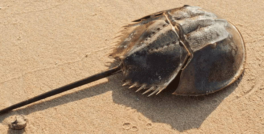 The horseshoe crab is Isn’t it about to become extinct? width=