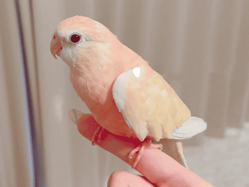 Can ruby ​​red parrots be raised?