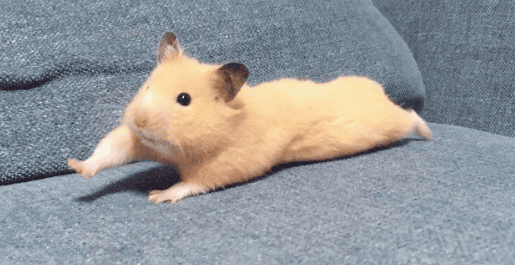 Probably the easiest to raise! I'll tell you about the many varieties of hamsters!