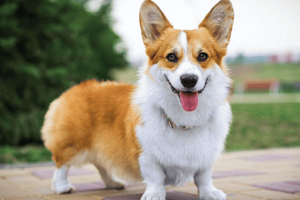 How long is the most suitable hair length for dogs in summer