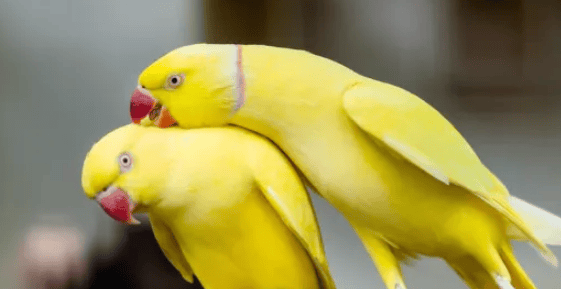 If the parrot has the following behaviors, the owner should pay attention, it may be in estrus! 1. Symptoms of a parrot in heat</p><p>1. Bad temper: When a parrot is in heat, it will show a bad temper. They can become irritable, aggressive, and even attack their owners or other parrots. This is because when a parrot is in estrus, changes in hormone levels in the body lead to changes in behavior. </p><p>2. Spitting food to each other: When parrots are in estrus, they will show the behavior of spitting food to each other. This is a way for parrots to court each other, showing love by offering food to each other. However, this behavior can also lead to malnutrition in parrots as they regurgitate the food they eat, causing a loss of nutrients. </p><p>3. Rubbing buttocks and regurgitating food: When parrots are in estrus, they will frequently rub their buttocks and regurgitate food. This is because when a parrot is in estrus, changes in hormones in the body lead to behavioral changes. These behaviors may cause physical discomfort in your parrot and even cause digestive system problems. </p><p>4. Frequently plucking its own feathers: When a parrot is in heat, it will frequently pluck its own feathers. This is because when a parrot is in estrus, changes in hormones in the body lead to behavioral changes. This behavior can cause feather damage and even skin disease in parrots. </p><p style=