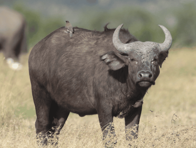 Today's popular science: the living habits of bison