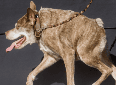 Deformed dog lying under the car in a cage with deformed legs