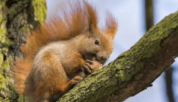 Secret: The cute squirrel is actually a venomous snake killer? How to kill the venomous snake! 