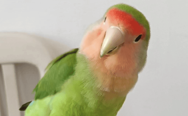 How to breed green peach parrots and precautions