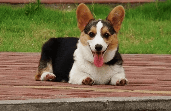 What are the common coat colors of Corgi puppies? Come and see which one you like! height=