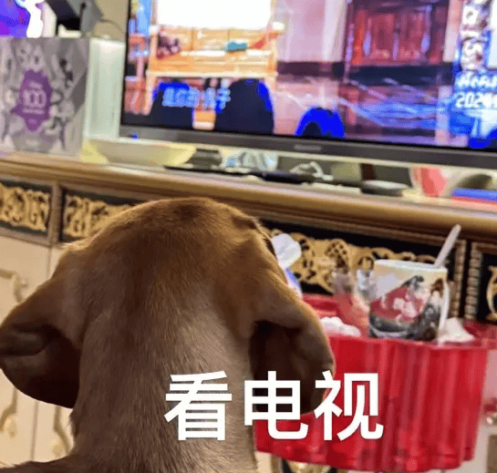 The dog lives in the villa of a rich colleague and meets a famous lady. Netizen: Who says the dog doesn’t care if the family is poor? 