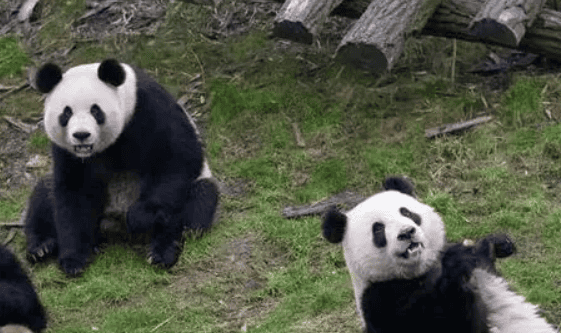 Popular Science: The Living Environment and Lifestyle of Giant Pandas