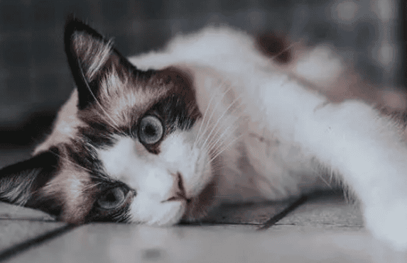 Cat ringworm Diagnosis, treatment and communication skills