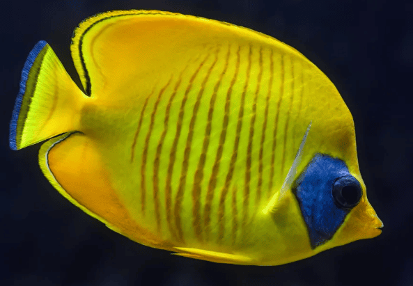 Tropical Fish Breeding Guide: A complete guide from novice to expert