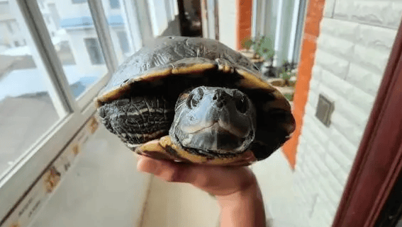 How to enhance the intimacy with turtles? Touch these 4 parts more to make your love deeper! ></p><p>These actions not only strengthen the bond between owner and turtle, but also help with their relaxation and stress relief. However, when handling a turtle, please remember the following: handle gently, avoid pulling, provide a comfortable environment, and be responsible and patient. Turtles make fascinating pets, and by understanding and paying attention to the areas that turtles like to be touched, we can better bond with them so that they thrive in our care. </p>                        
        </div>
        <!-- 上下页 -->
        <div class=