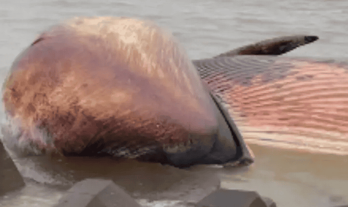 A dead whale appeared on the beach in Shantou, Guangdong: staff have arrived at the scene to dispose of it and may later be made into a specimen.