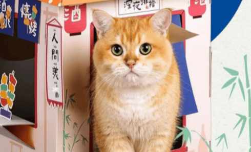 Magic Cat Box | What's the magic of a 2000㎡➕ pet store? 