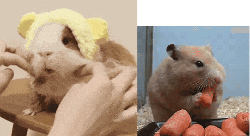 Guinea Pig VS Hamster, can you really tell the difference? The difference is beyond imagination! 