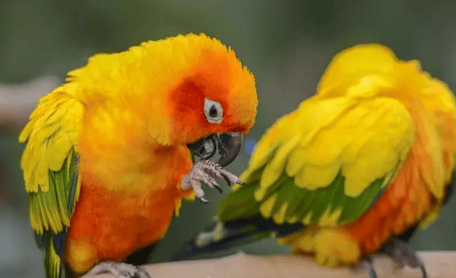 The parrot was originally very fierce, but suddenly became very gentle. It turns out to be related to several points, and the second point should be paid special attention to! height=