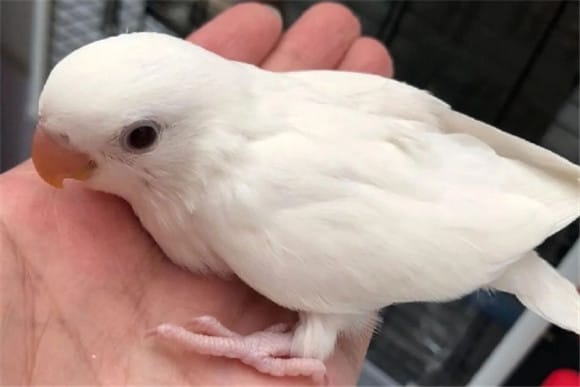 The difference between white jade peony parrots