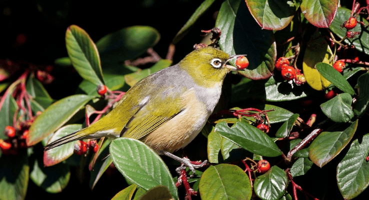 How to see the volcanic nature of thrush?