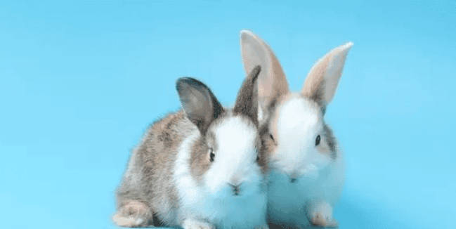  Is the rabbit dissatisfied with you? These 10 signs indicate that it may hate you! 