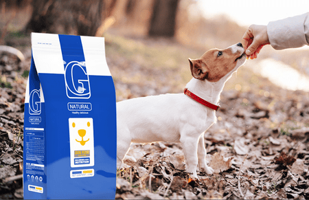  Is Gongwei dog food a big brand?