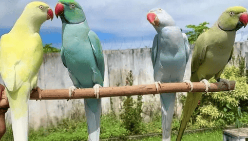 Why do parrots keep mutilating themselves?