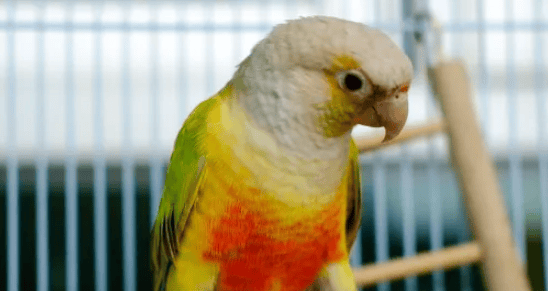  If the parrot has the following behaviors, the owner should pay attention, it may be in estrus! 3. How to deal with parrots in estrus</p><p>1. Provide a suitable environment: The owner should provide a quiet and comfortable environment for the parrot to reduce the stress during estrus. You can add toys for your parrots to give them more ways to entertain themselves and distract them. </p><p>2. Adjust the diet: The owner can adjust the parrot's diet and increase nutrition to ensure the parrot's health during estrus. The intake of nutrients such as protein and vitamins can be increased to improve the parrot's physical fitness. </p><p>3. Appropriate isolation: If the parrot is grumpy and aggressive during estrus, appropriate isolation can be considered. Separate parrots in heat from other parrots to avoid hurting each other. </p><p>4. Seek professional help: If a parrot exhibits severe discomfort during estrus, the owner should seek professional help. Consult your veterinarian or avian expert for appropriate treatment. </p><p style=